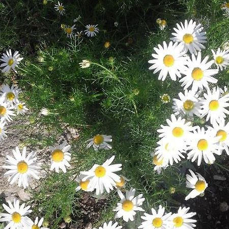 Pensiunea Margareta Sita Buzăului Exteriör bild