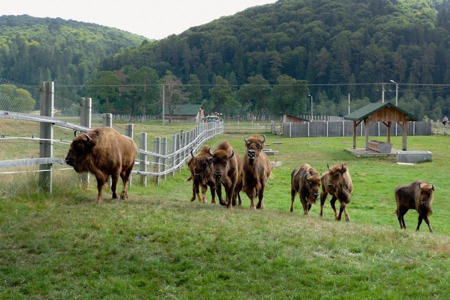 Pensiunea Margareta Sita Buzăului Exteriör bild
